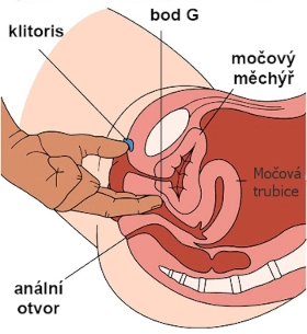 bod g u ženy